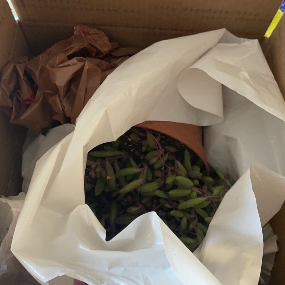 When shipping plants